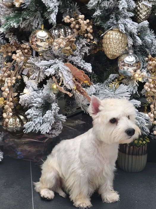 Цуценята Вест Хайлінд Уайт Тер'єр