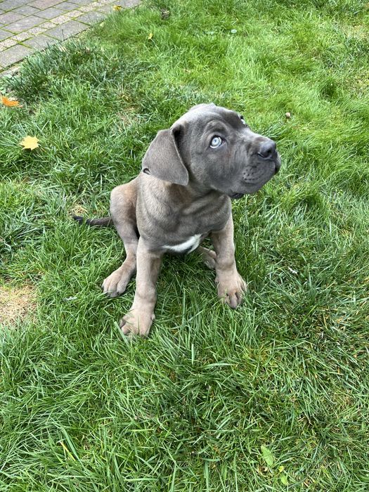 Piesek rasy Cane Corso