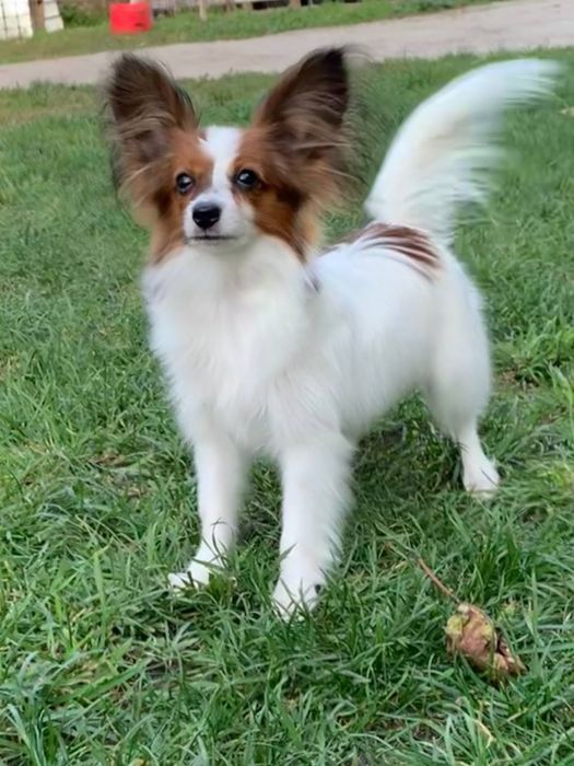 Цуценя папійона дівчинка