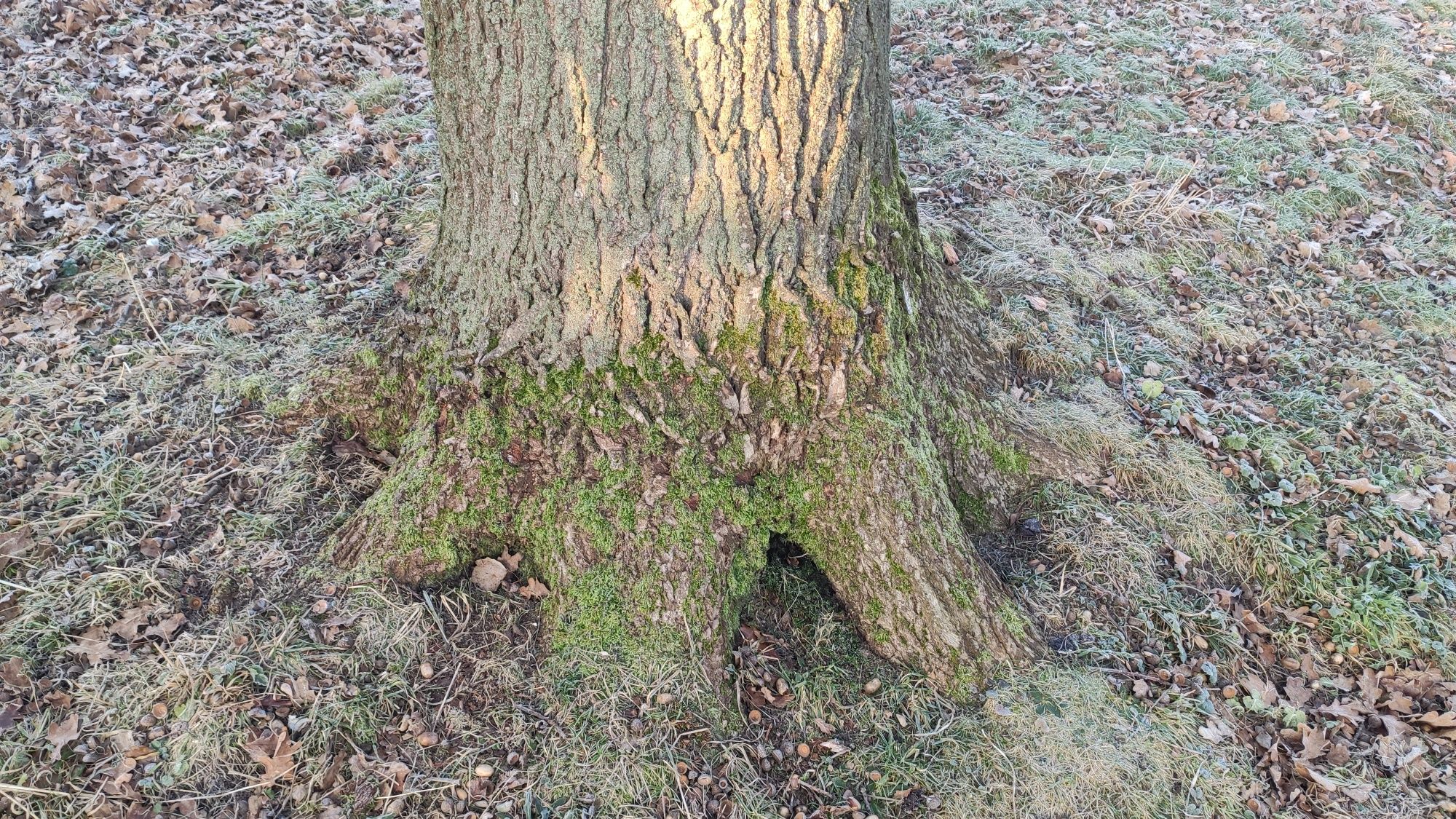 Дуб 2 дерева пиломатеріал