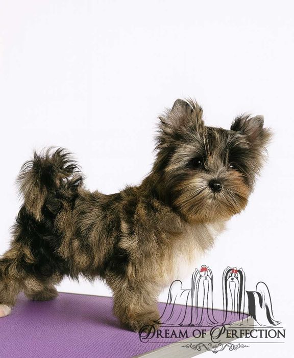 Chłopiec Blue Merle Yorkshire Terrier