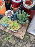 Vendo tres cactus em vasos
