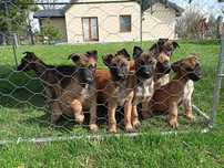 Owczarek belgijski malinois