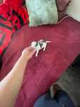 Chihuahua fêmea miniatura