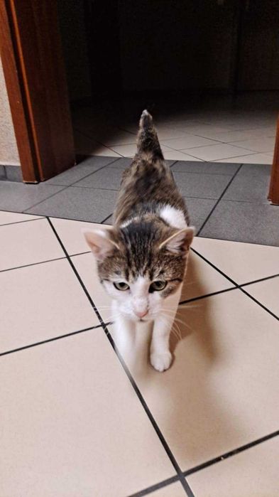 śliczna kotusia szuka domu