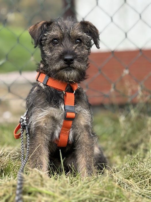 Szczeniak do adopcji