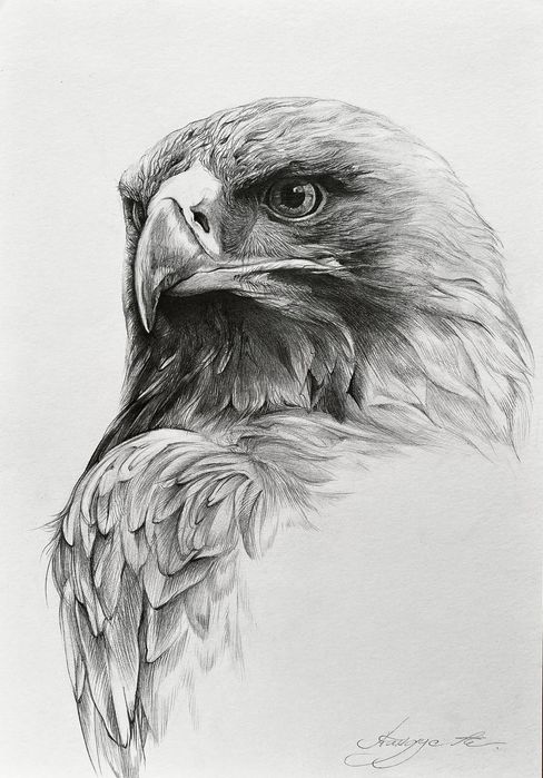 Рисунок олівцем, "Орел"