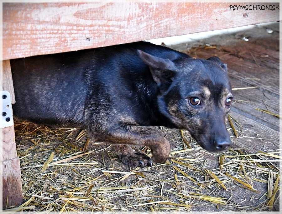 Bójka – przerażona, schowana przed światem potrzebuje pomocy