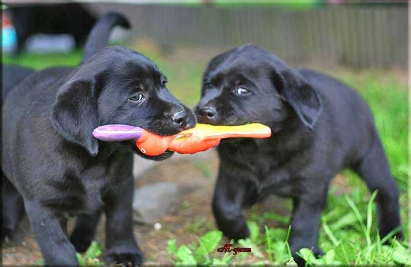 Labrador Retriever zapowiedź czarnego miotu