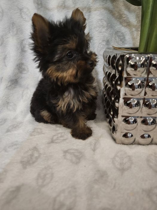 Sunia york z Rodowodem do odbioru