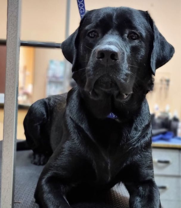 Лабрадор для вязки