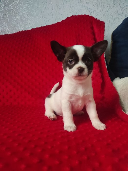 ЧУДО малыш чихуахуа!!!