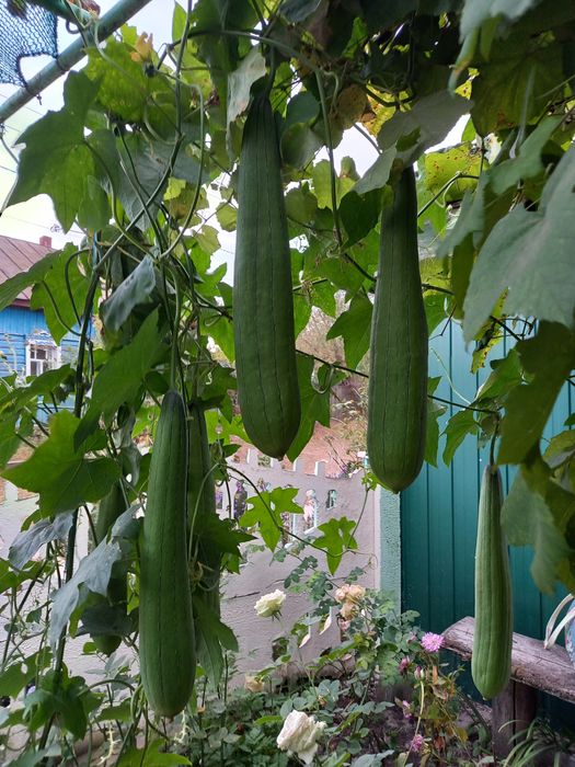 Продам насіння люфи (мочалки)