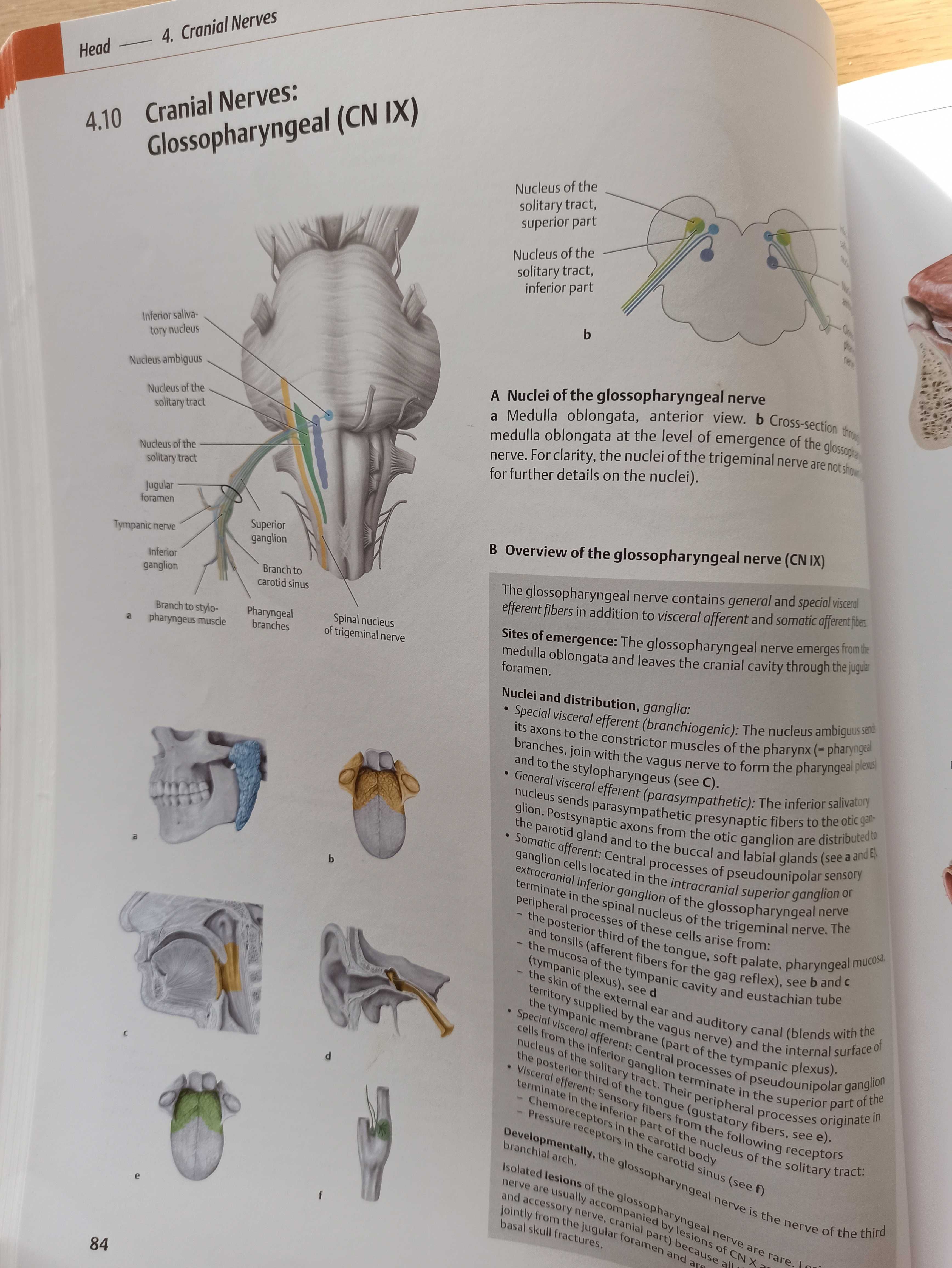 Thieme atlas of anatomy head and neuroanatomy