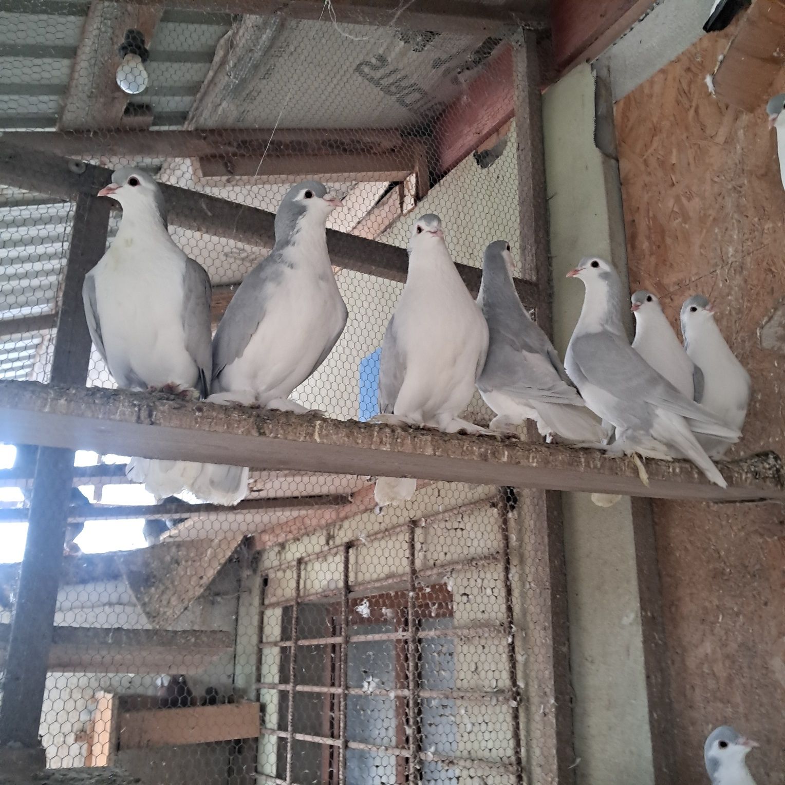 Lahor lahore możliwy transpot