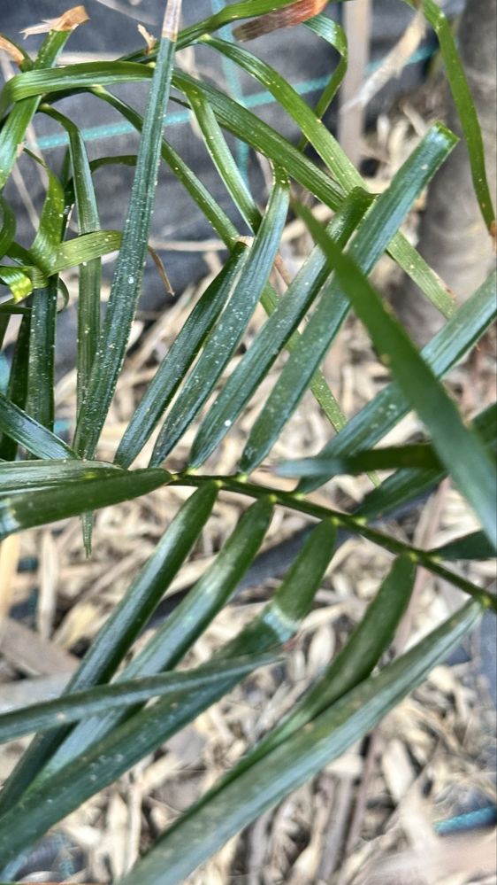 Cyca Macrozamia miquelii - cica