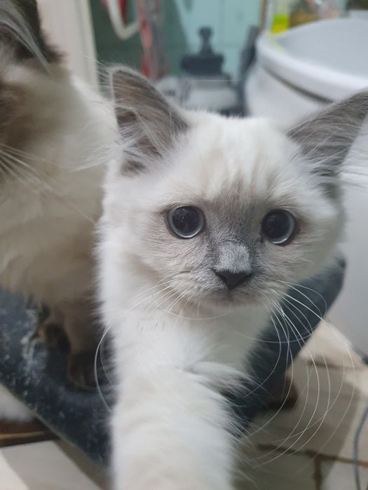 Kotek brytyjski  śliczny