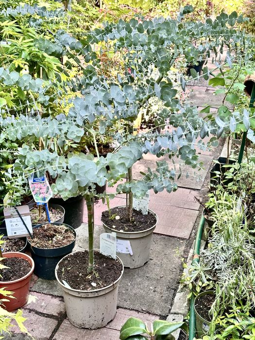 Евкаліпт. Доставка