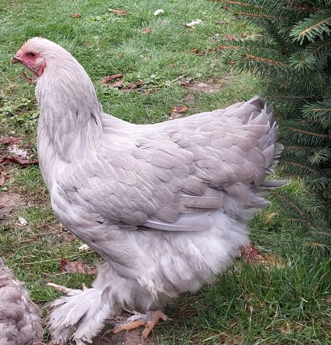 Brahma olbrzymia