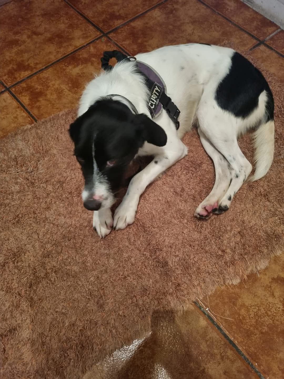 Adoção Responsável - cão macho