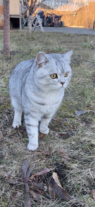 Шотландські кошенята