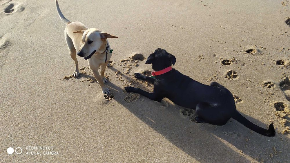 Passeio de Cães na Póvoa de Varzim – Envio fotos e vídeos ao dono