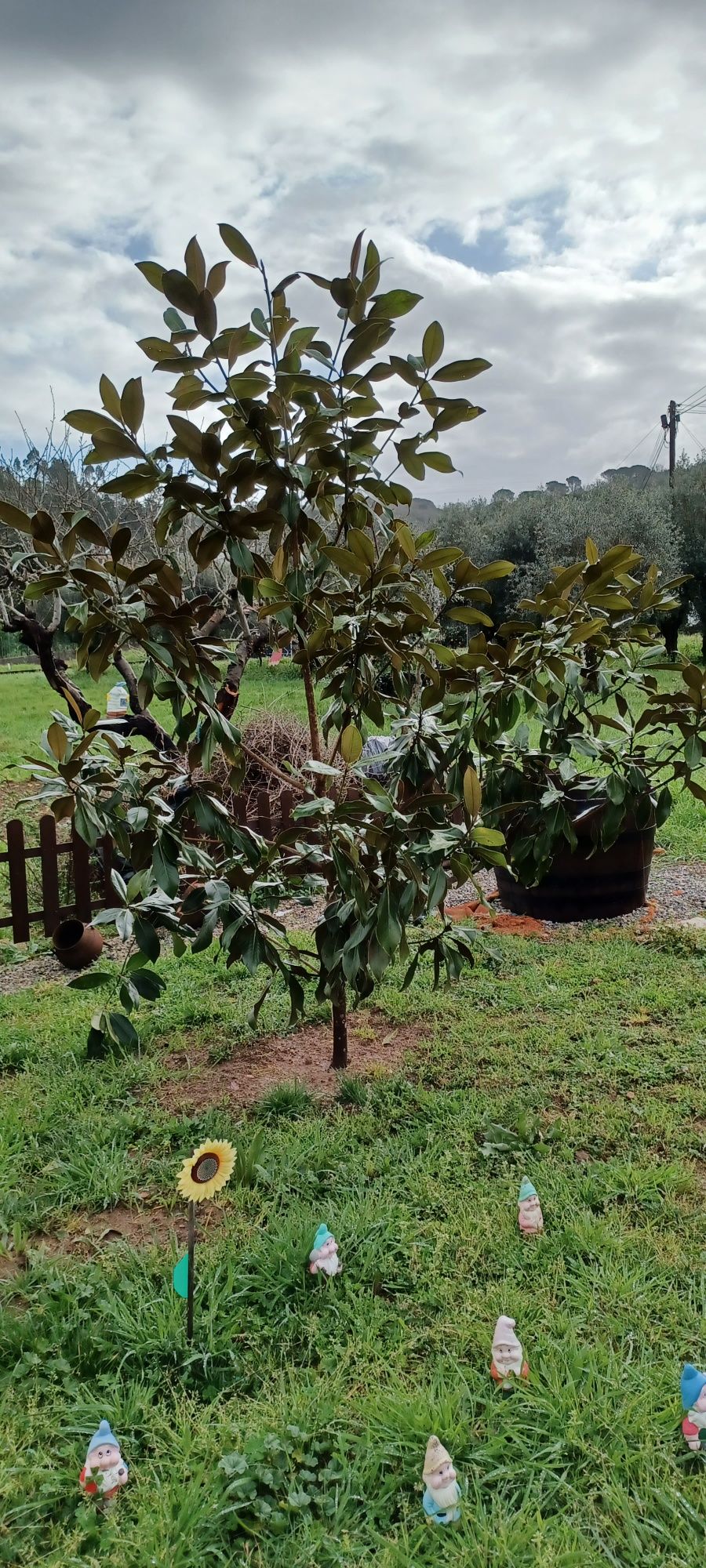 Magnólia com bom porte