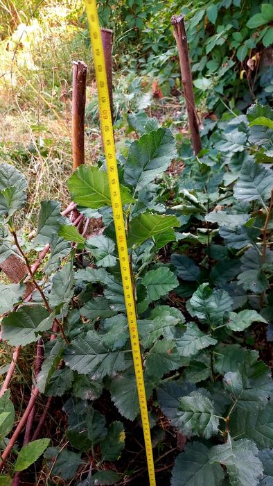 Саджанці глоду лікарського