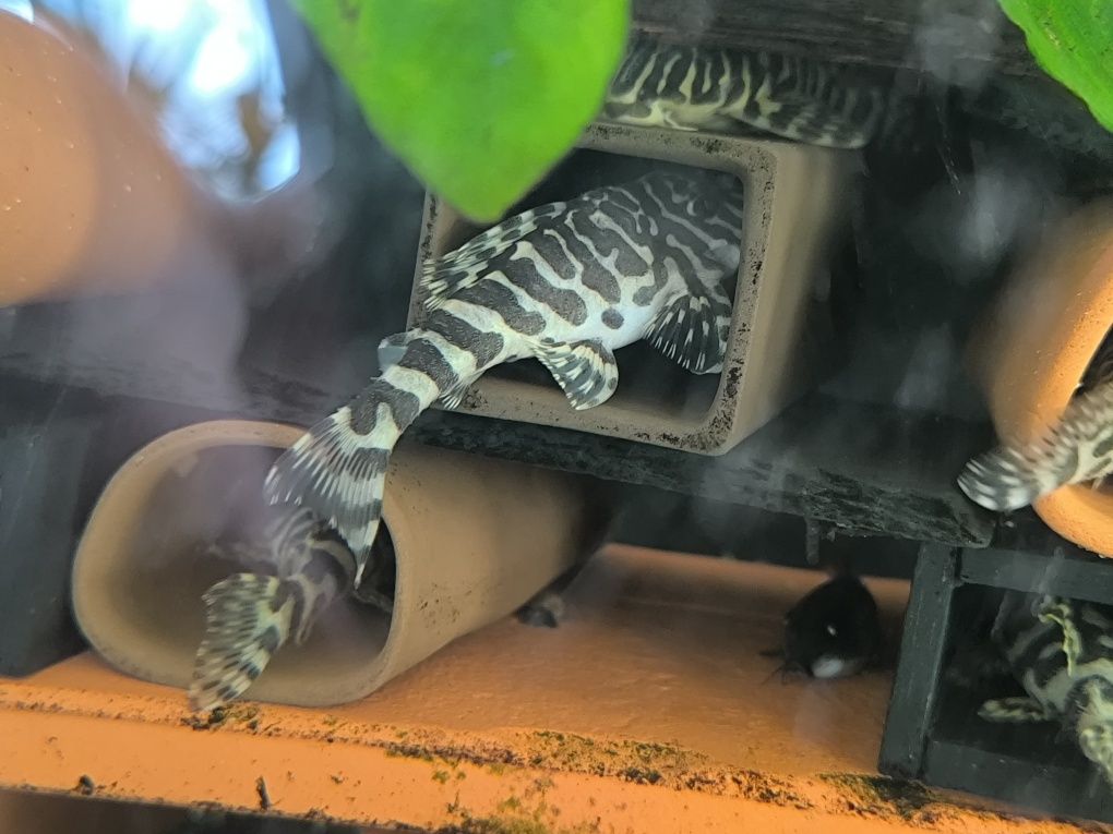 Pleco L134 adultos