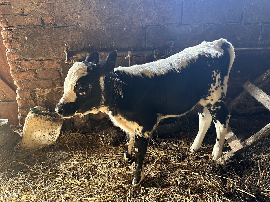 Cielak jałówka białogrzbieta