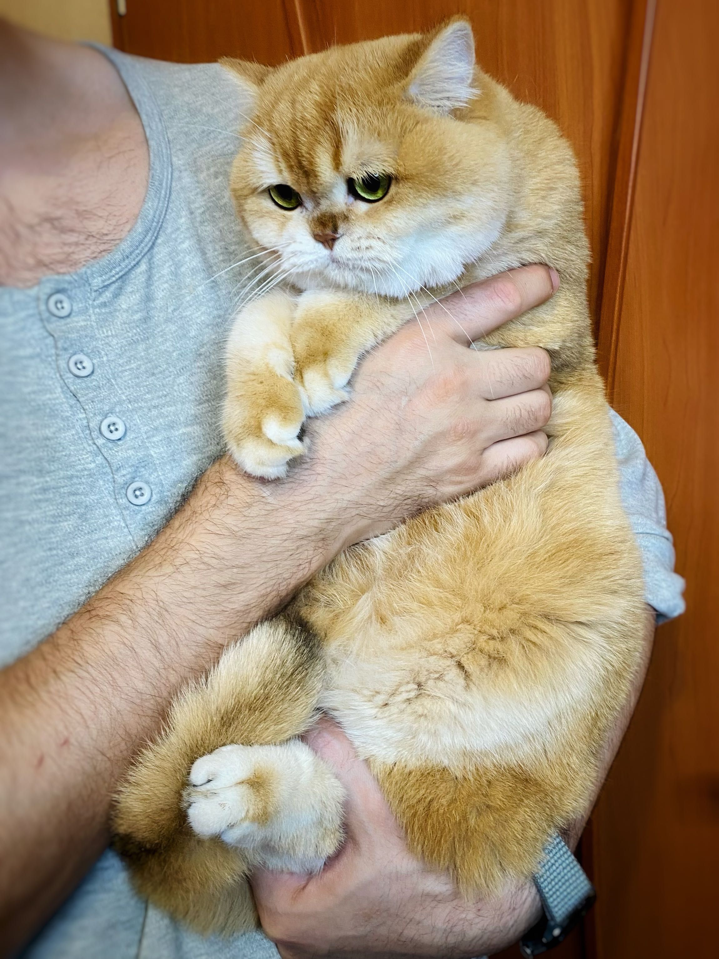 Британский котик золотая шиншилла ny12