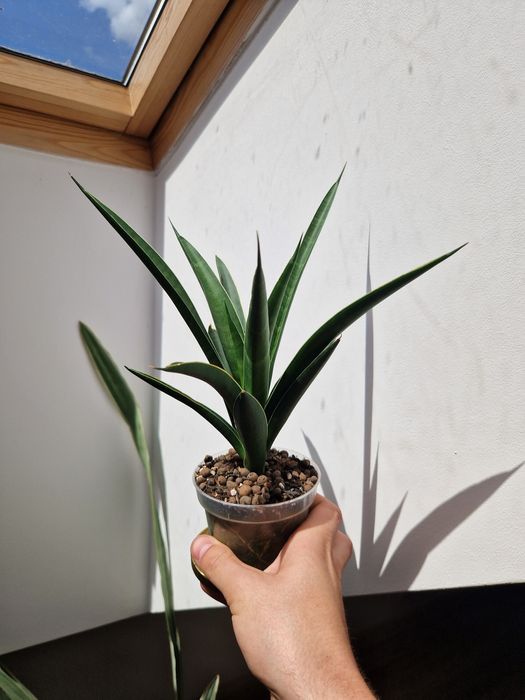 sansevieria Amazon green