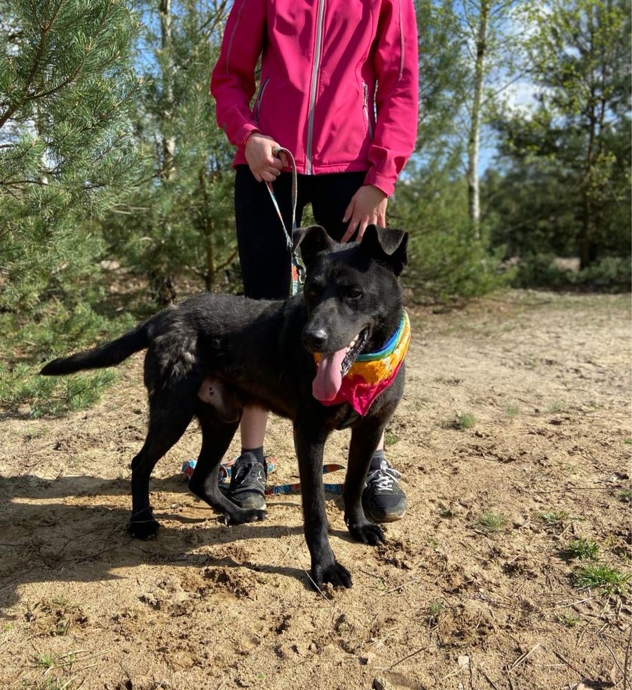 Idziesz na grzyby w lesie.. a tam pies! Adoptuj, odmień jego świat!