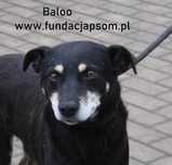 Baloo - cudowny psiak