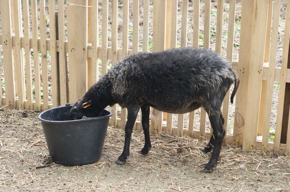 owca wrzosówka samica