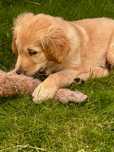 CIEMNOZŁOTY piesek Golden Retriever