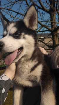 Sprzedam Suczke Syberian husky