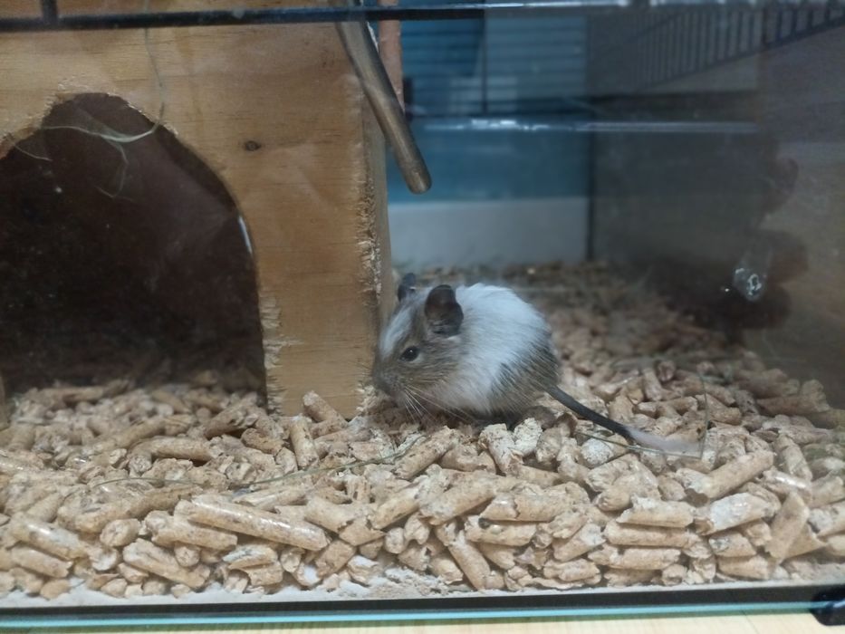 Koszatniczki 3 tyg. 7 szt.i 5miesięczne 3 szt.