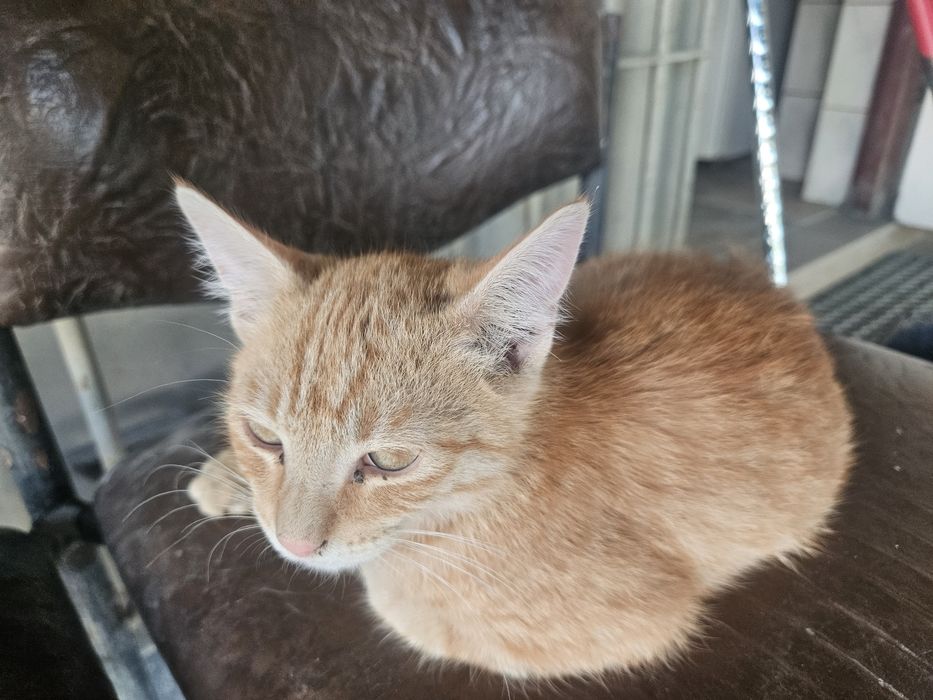 Oddam kotka za darmo