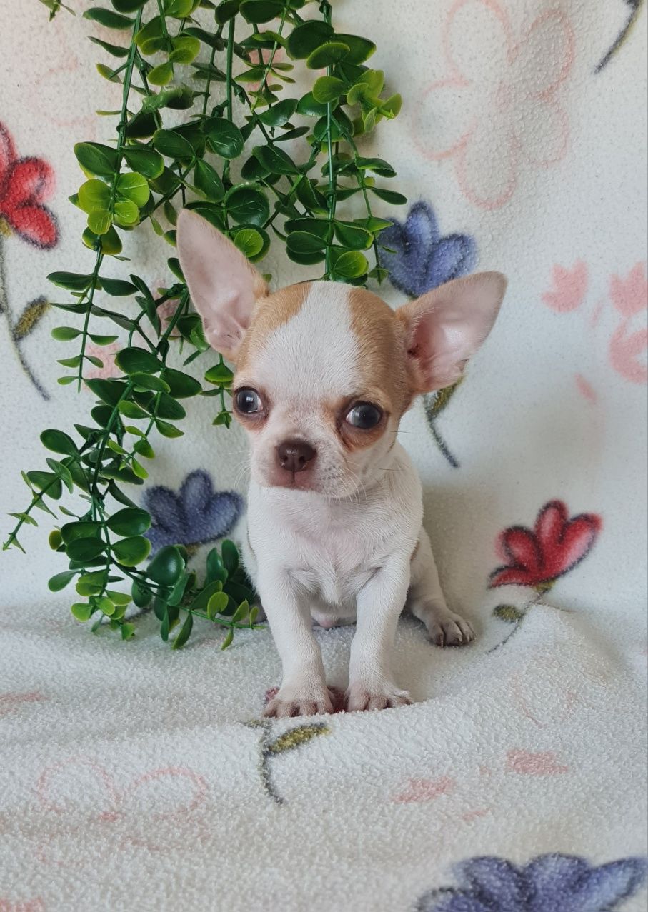 Estupendo mini mini Chihuahua/Chiuaua de Qualidade. Linhagem Russa