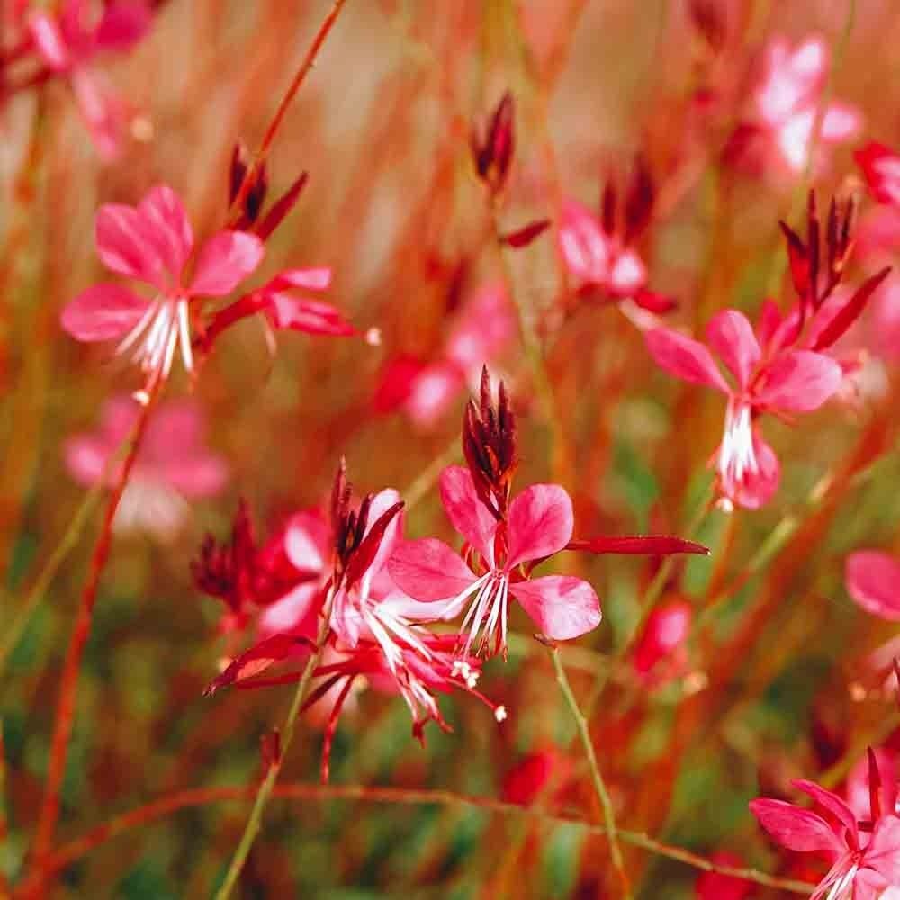 Gaura Lindheimera 'Compact Red' 1L