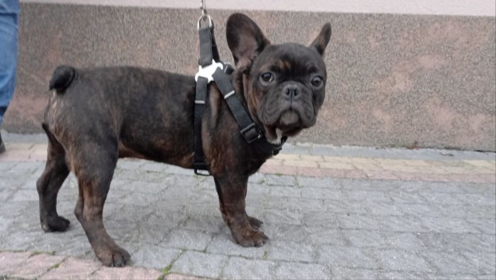 Bulgog Francuski Pies