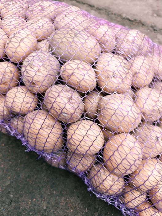 Картопля Рив’єра — посадкова (2-га репродукція)