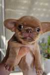 Chihuahua sunia isabela