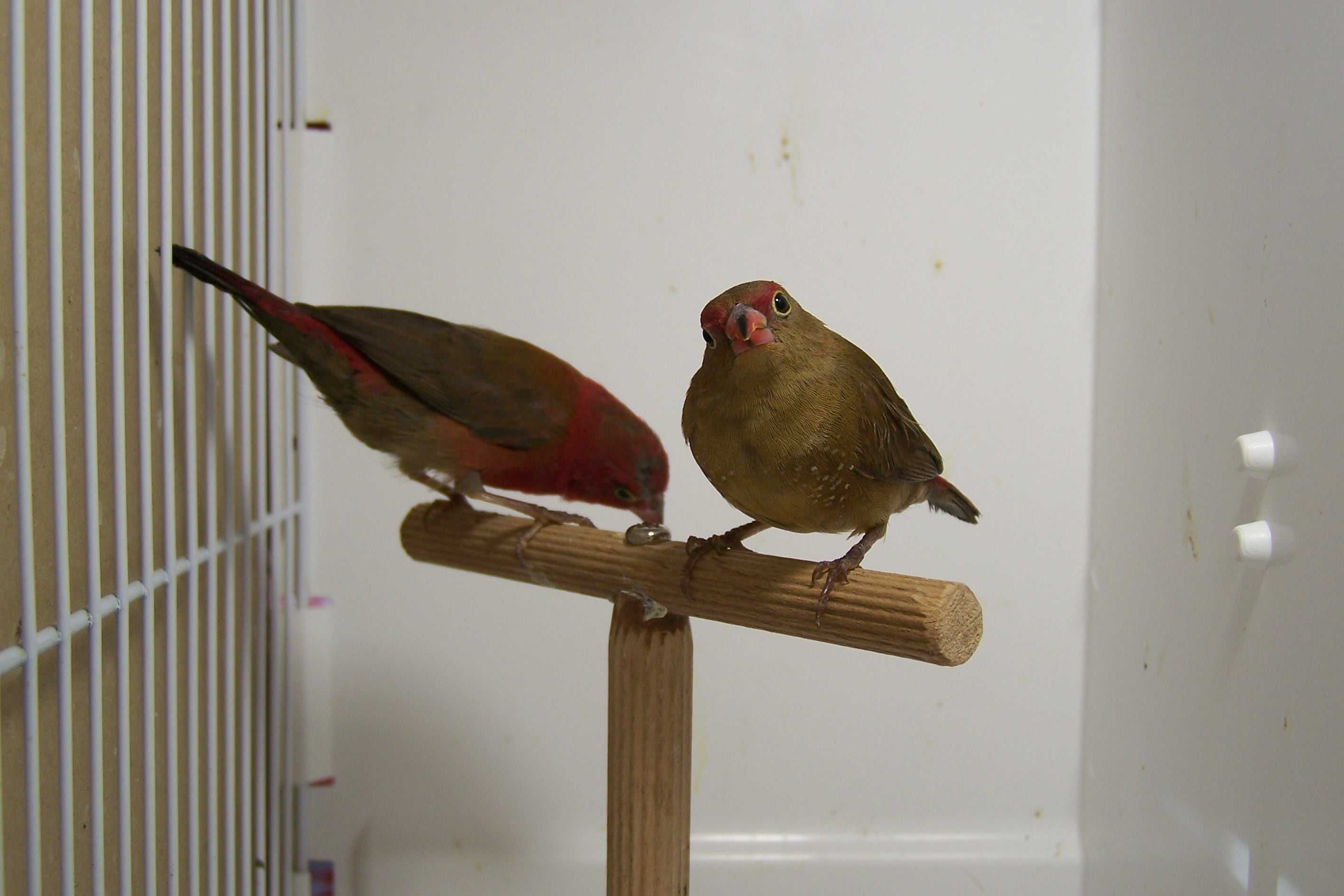 Amarantka senegalska (Lagonosticta senegala)