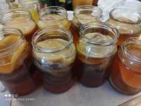 3 sztuki grzybek herbaciany Scoby na kombuchę