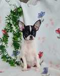Excecional mini Chihuahua/Chiuaua.LinhagemRussa.Qualidd