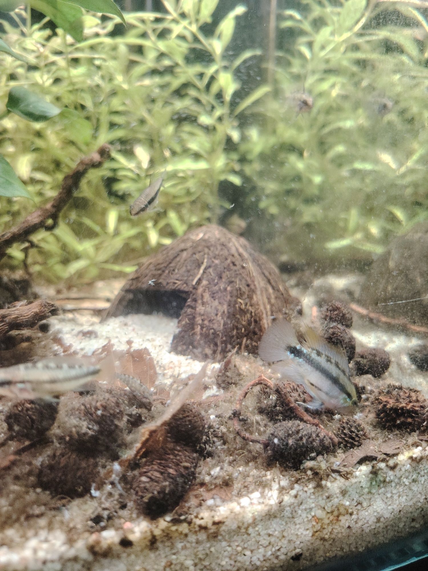 Apistogrammas trifasciata