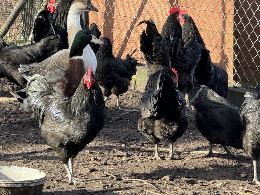 Kogut Australorp