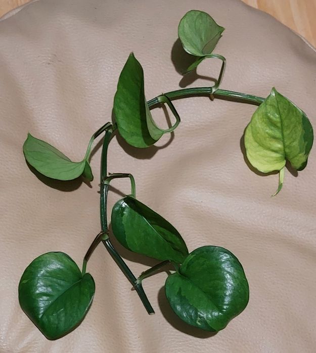 Epipremnum global green